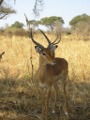 Impala close up in Tarangire NP
